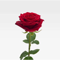 La Traditionnelle Rose Rouge