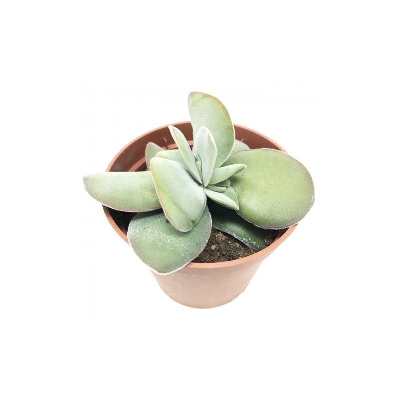Crassula dubia