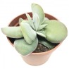 Crassula dubia