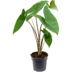 Alocasia zébré original et...
