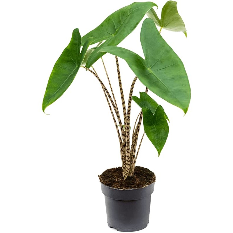 Alocasia zébré original et sexy