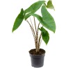 Alocasia zébré original et sexy