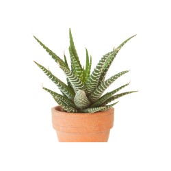 Haworthia Fasciata