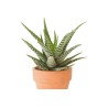 Haworthia Fasciata