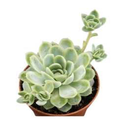 Echeneria elegans