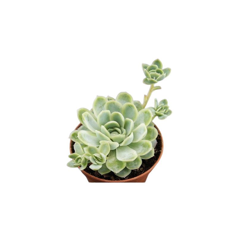 Echeneria elegans