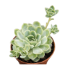 Echeneria elegans