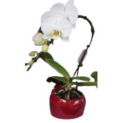 Orchidée sensuelle et...