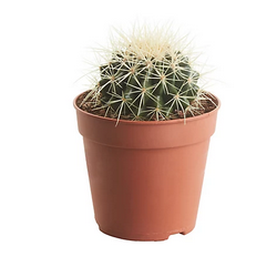 Echinocactus Grusonii (...