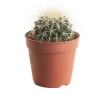 Echinocactus Grusonii ( Coussin de belle mère)