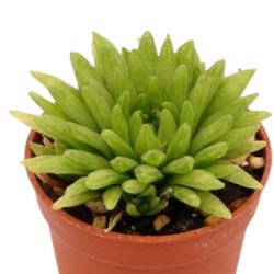 Haworthia kikuhigasa