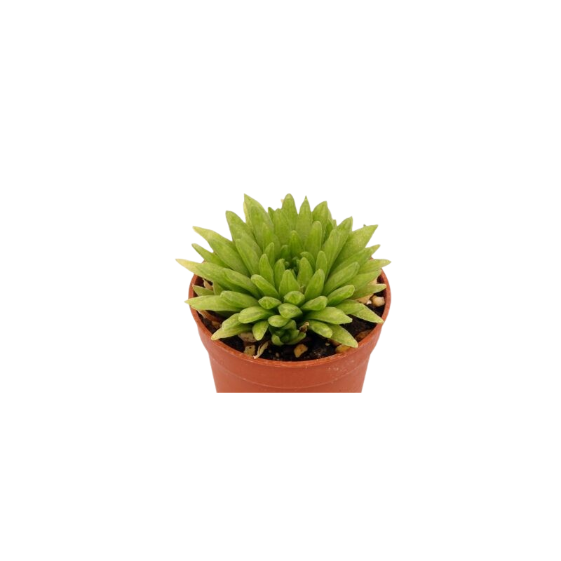 Haworthia kikuhigasa