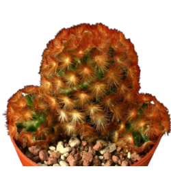 Mammillaria carmenae