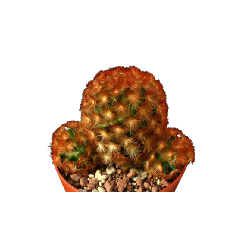 Mammillaria carmenae