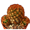 Mammillaria carmenae