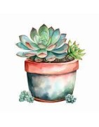 Succulentes