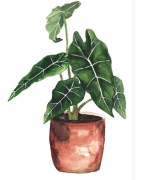 Plantes vertes